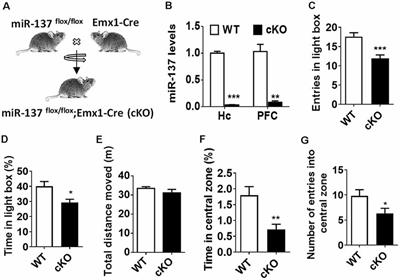 MiR-137 Deficiency Causes Anxiety-Like Behaviors in Mice